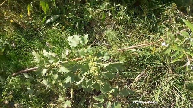 Дурнишник обыкновенный - растение для щитовидки и против рака. смотреть онлайн