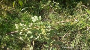 Дурнишник обыкновенный - растение для щитовидки и против рака.