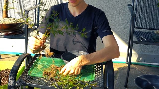 Acer palmatum Bonsai Repotting, Calliandra grandiflora & Seidenbaum Albizia Yamadori Update + GARTE смотреть онлайн