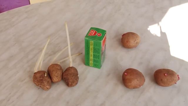 Подготовка картофеля к высадке смотреть онлайн
