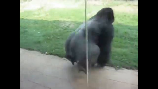 Tekken 7 Lei backdashing смотреть онлайн