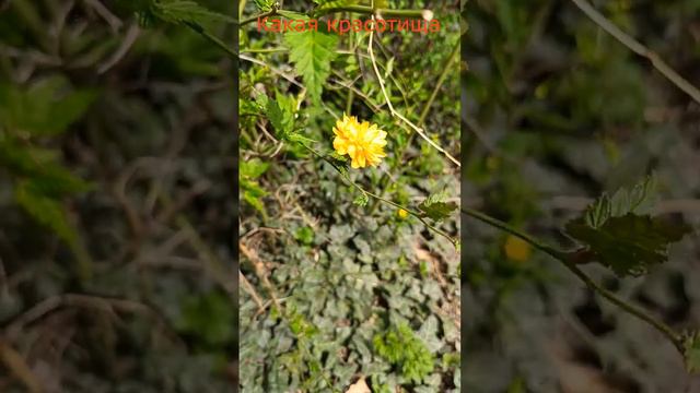 Какая красотища Кубань смотреть онлайн