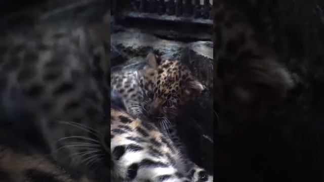 В Новосибирском зоопарке показали малышку дальневосточного леопарда. смотреть онлайн
