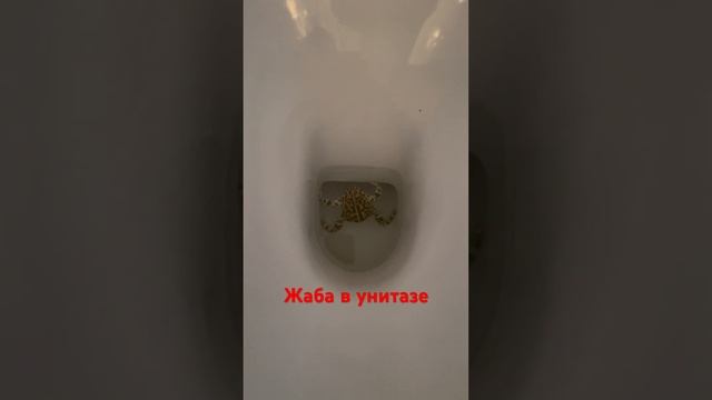 Сходила по маленькому )))) смотреть онлайн