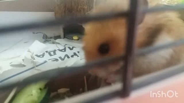 Купили хомячка. Питомцы. сказка, хомки смотреть онлайн