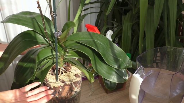 Закрытая система Как сохранить воздушные корни Как полить Почему НЕ ВСЕГДА ЦВЕТЕНИЕ РАВНО ЗДОРОВЬЕ смотреть онлайн