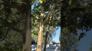 Для тех, у кого на участке растёт дуб.