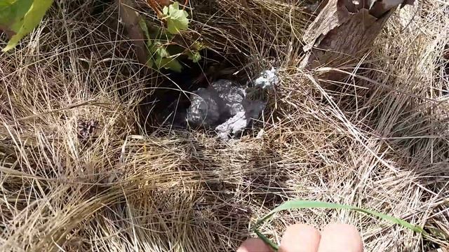 Древесная зола для винограда как удобрение! Подкормка винограда. смотреть онлайн