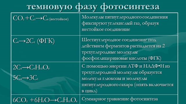Темновая фаза фотосинтеза смотреть онлайн