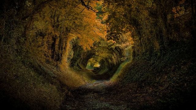 Картинка осень. Осень, дорога, лес, листья, листопад. รูปภาพ, ฤดูใบไม้ร่วง, ถนน, ป่า, ใบไม้, JPEG. смотреть онлайн