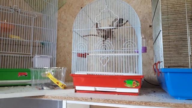 ПОГИБЛИ ДВЕ АМАДИНЫ ? смотреть онлайн