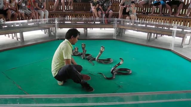 Шоу змей(кобры), Таиланд, Паттайя, январь 2013