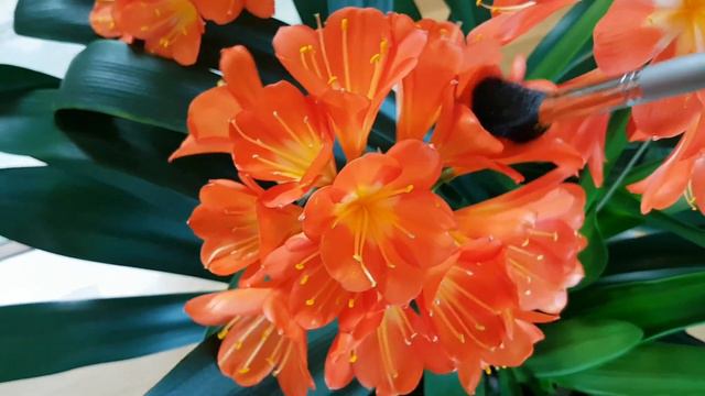 집에서 군자란수정 시키기 Clivia miniata. artificial insemination смотреть онлайн