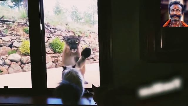 Огромная подборка бесстрашных котов, которые не боятся даже медведей. Настоящие бойцы смотреть онлайн