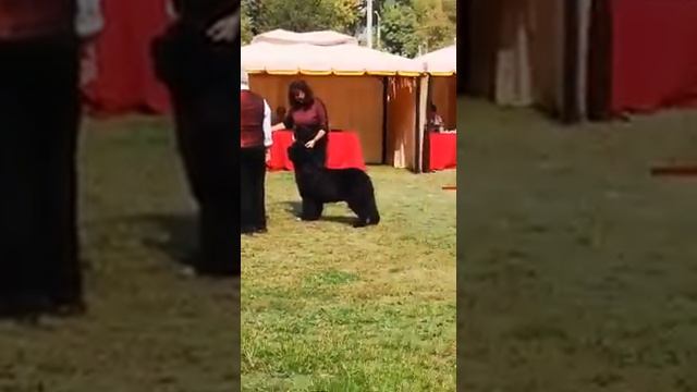 Cacib Ташкент 28.09.2019 смотреть онлайн