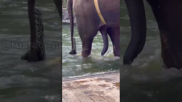 У СЛОНА ЕСТЬ 5 НОГА😂😂🔥🔥🔥🔥 #like #mercedes #edit смотреть онлайн