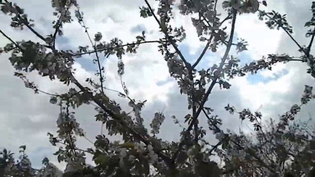 черешня Василиса // Черешня Василиса (Черешня Vasilisa). Краткий обзор смотреть онлайн