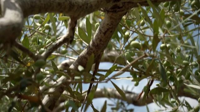 Как растут оливковые деревья? смотреть онлайн