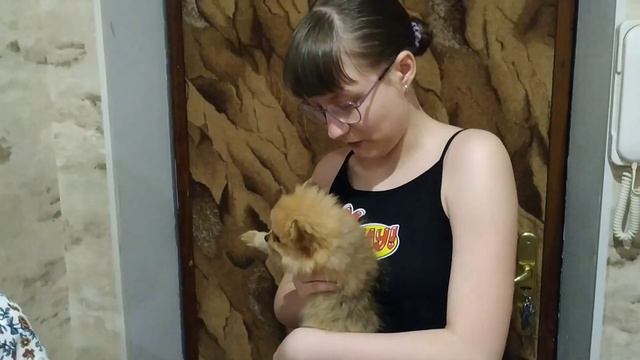 Купила щенка!Радости! Померанский шпиц мини🤗Попали в ураган😱 смотреть онлайн