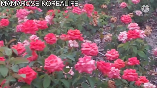 CHRISTOPHE COLOMB ROSE@MAMAROSE KOREALIFE смотреть онлайн