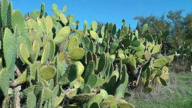 Опунция инжирная смотреть онлайн