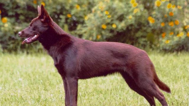 Все породы собак.Австралийский келпи (Australian Kelpie) смотреть онлайн