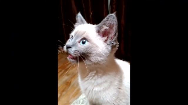 Котенок мяукает как робот смотреть онлайн