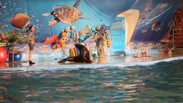 Морской лев просто прелесть! смотреть онлайн