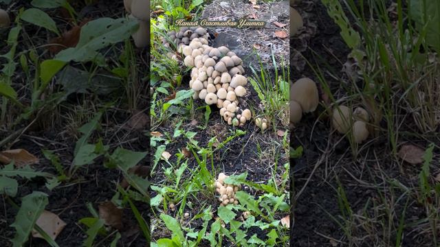 Грибы в центре города смотреть онлайн