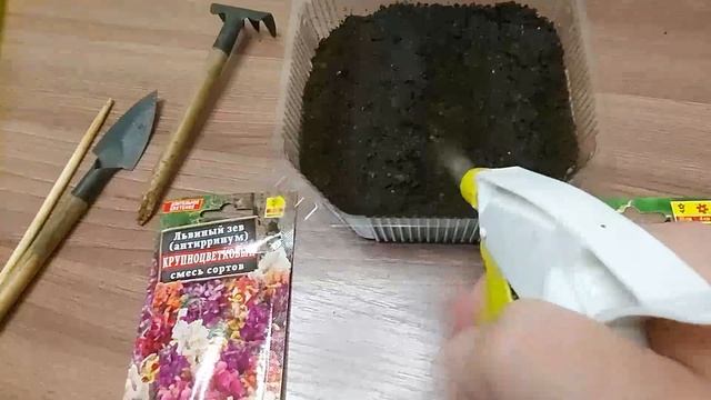 Как посеять львиный зев на рассаду: посадка 2 способами смотреть онлайн