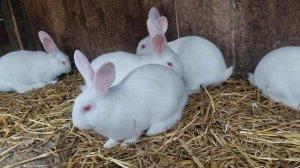 Кролики Белый Паннон