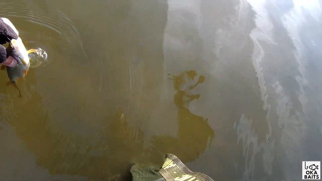 НИМФИНГ на пруду. Проводка для мухи. Плотва делает свечку!!! смотреть онлайн