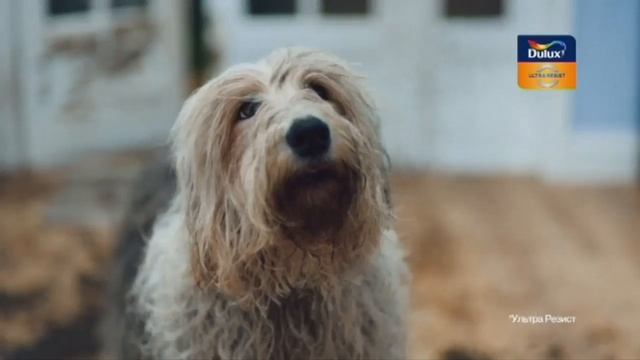 Реклама Краска Dulux 2017 смотреть онлайн