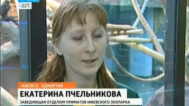Обезьяны в ижевском зоопарке моют окна смотреть онлайн