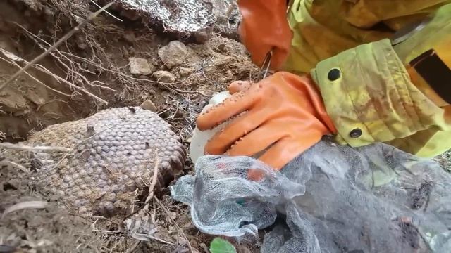 WASP HIVE REMOVAL,VESPA MANDARINIA,MURDER HORNET NEST REMOVAL,ASIAN GIANT WASP QUEEN INFESTATION смотреть онлайн