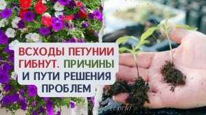 Всходы петунии гибнут. Причины и пути решения проблем?.