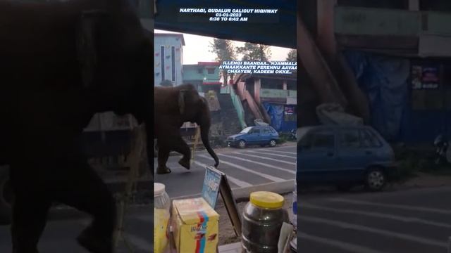 AANA CELEBRATING NEW YEAR 2023 | MORNING WALK @6.30 AM | NARTHAGI GUDALUR | ELEPHANT WALKING IN TOW смотреть онлайн