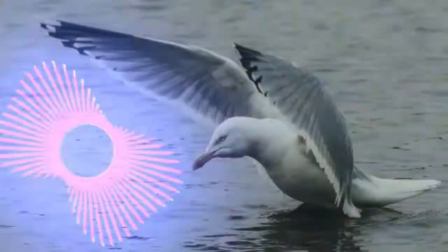 🎶Fluffing A Duck [NO COPYR¡IGHT MUSIC] смотреть онлайн