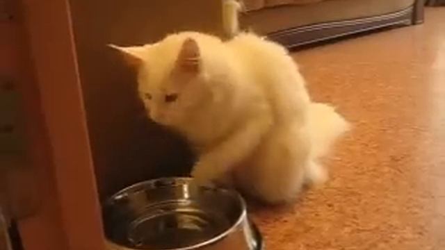 кошка мейн кун "разгребает" воду в миске смотреть онлайн