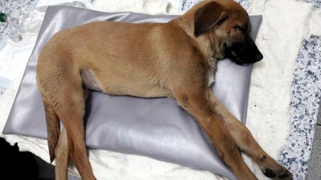 Умирающая собака сидела у стены и к ней никто не подходил смотреть онлайн