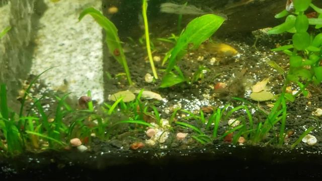 Fish Tank Crack Disaster The Good And The Bad смотреть онлайн