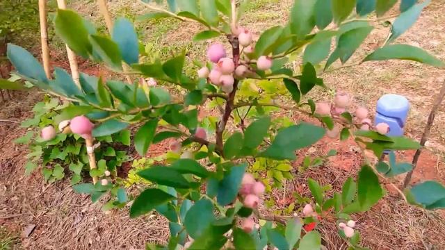 А вы видели розовую голубику садовую? смотреть онлайн
