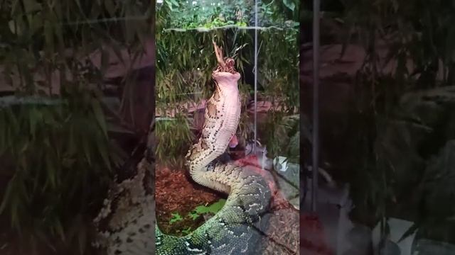Snake eats chicken/ змея ест курицу смотреть онлайн