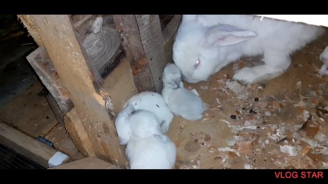 Как лечить ушного клеща у кролика? смотреть онлайн