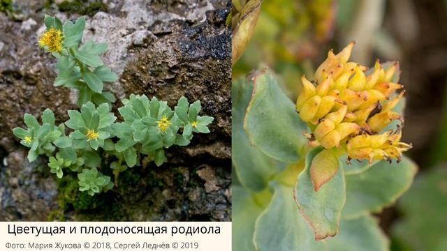 Растения-краснокнижники. Топ-10 самых редких растений Республики Башкортостан смотреть онлайн