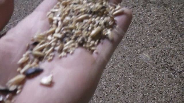 Попугаи грызут ветки, канарейка отказалась от своих яиц.