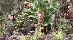 Пираканта в саду.  Что важно для хорошего развития? Декоративный кустарник.