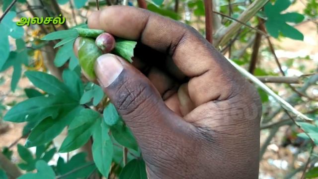 செம்பருத்தி செடி |Sembaruthi original flower plant|Gossypium Arboreum |semparuthi chedi|Alasalஅலசல் смотреть онлайн