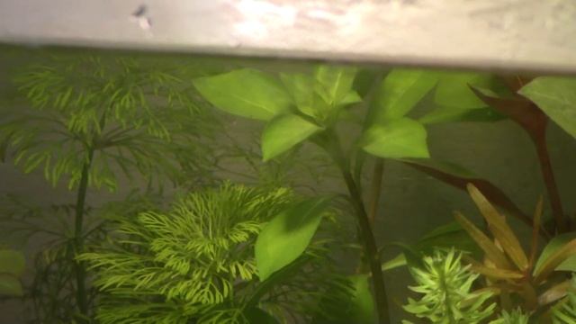 Растения в аквариуме на 15 литров смотреть онлайн