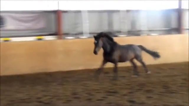 Der kleine Lord-Bellini pony gelding * 2012 for sale смотреть онлайн